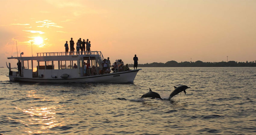 Dolphin Trip in Goa